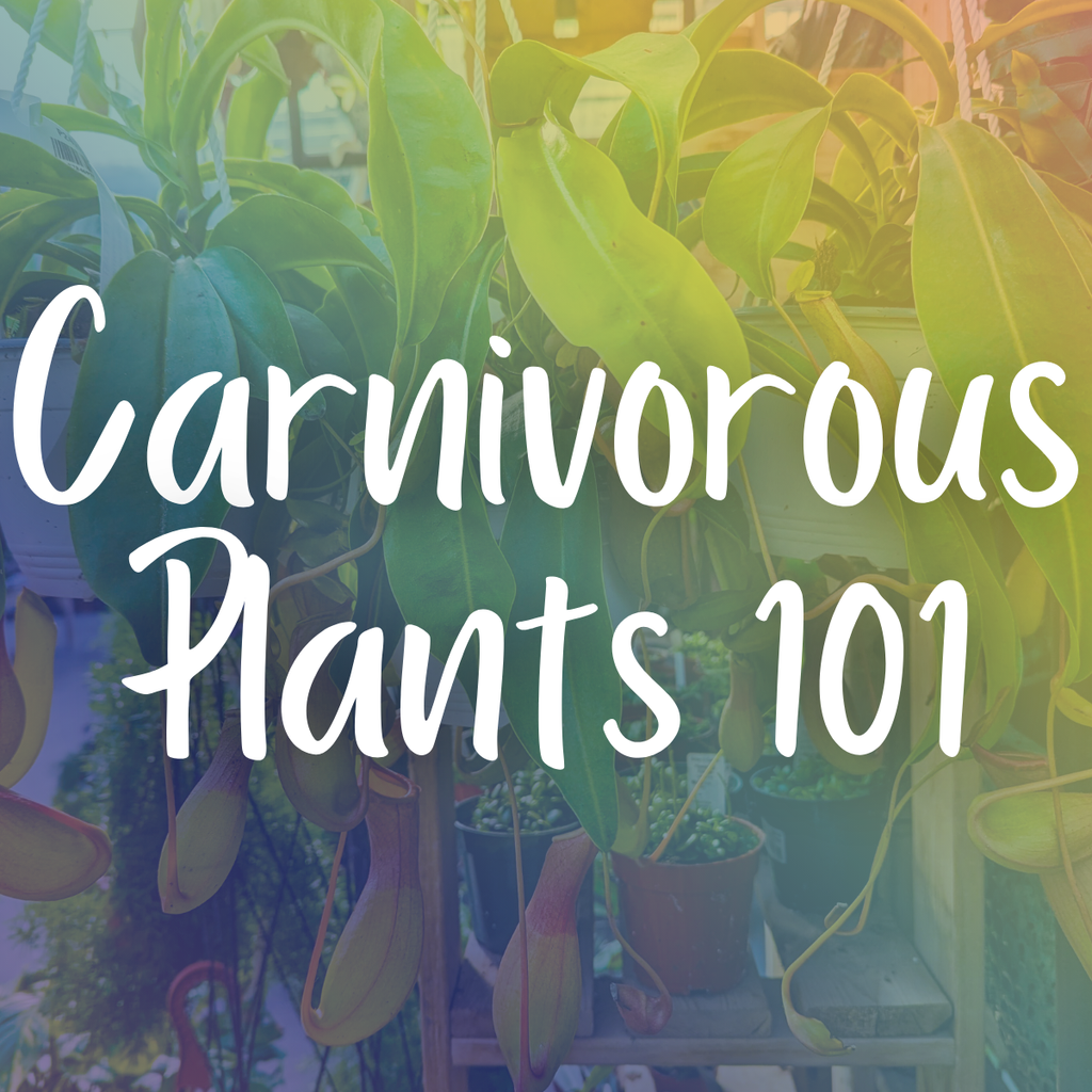 Carnivorous Plants 101