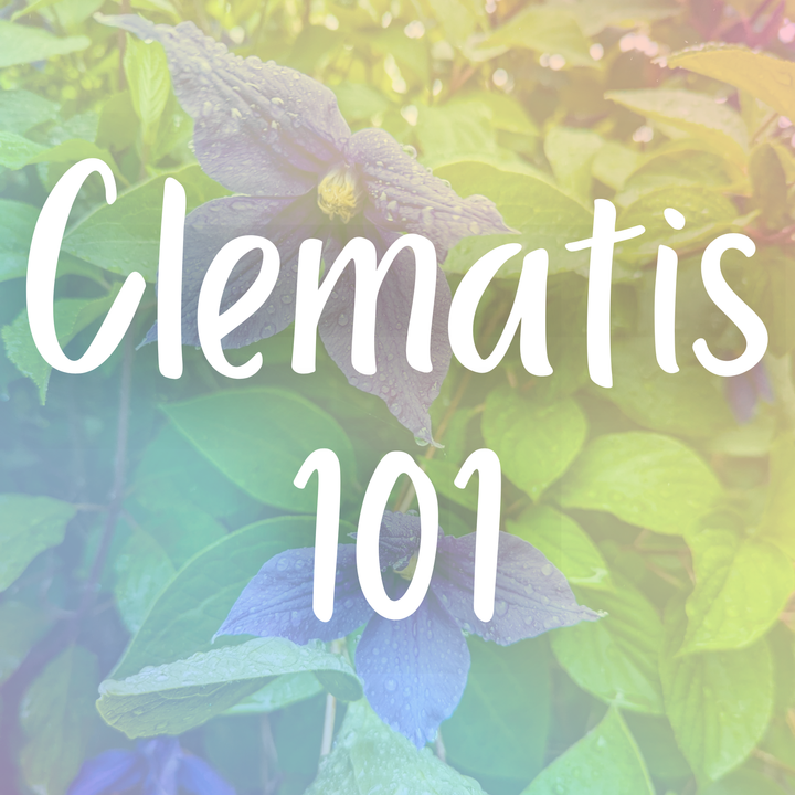 Clematis 101