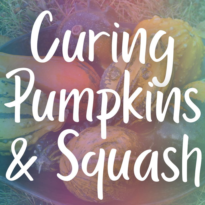 How to Cure Pumpkins and Squash for Winter Storage