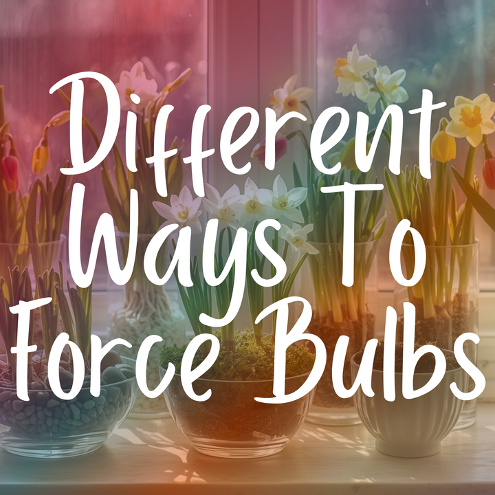 Different Ways to Force Bulbs