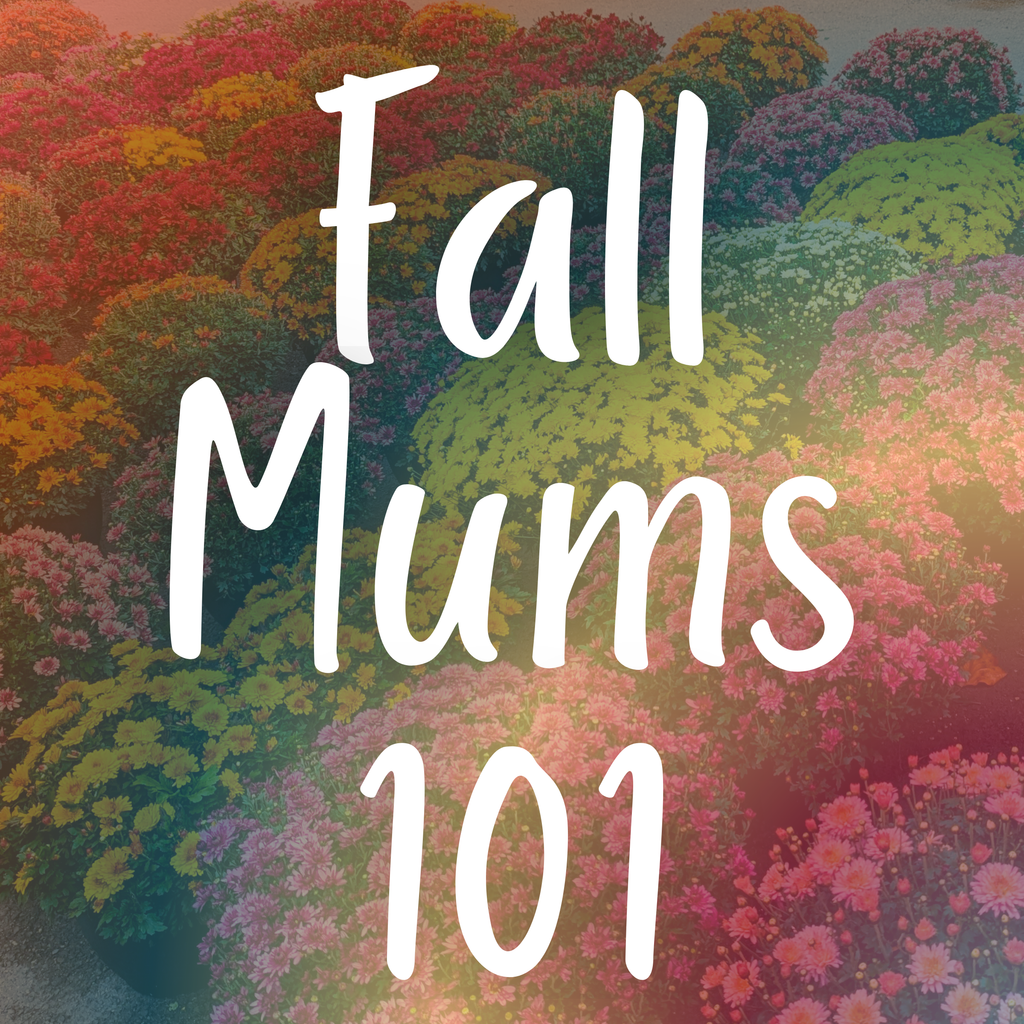 Fall Chrysanthemums