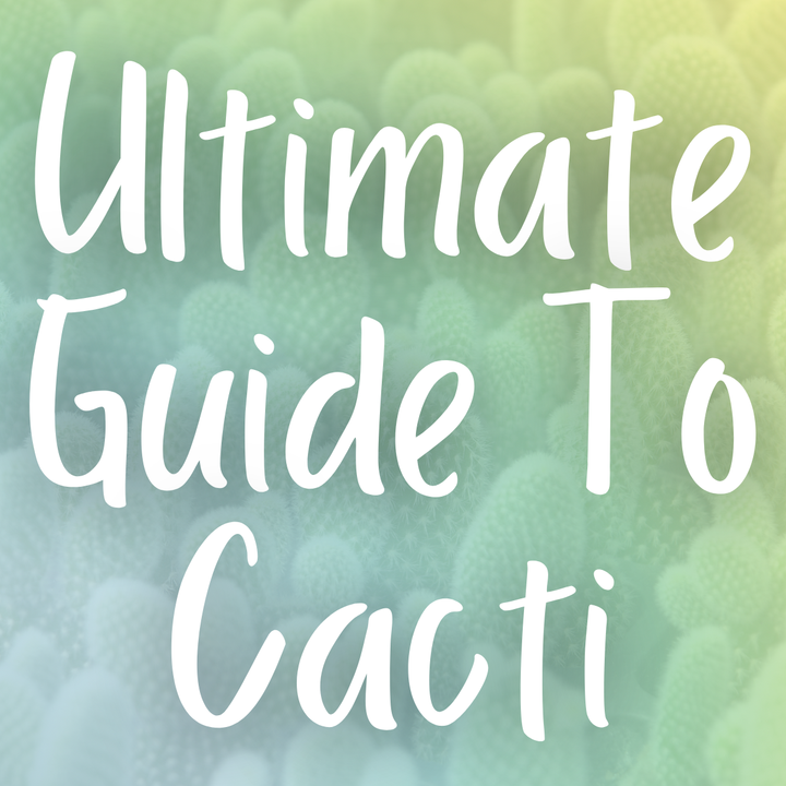 The Ultimate Guide to Cacti