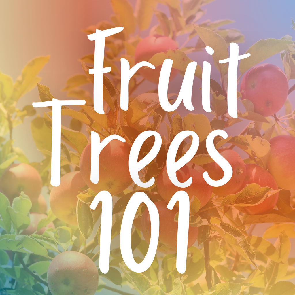 Fruit Trees 101
