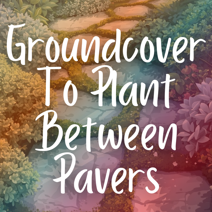 Groundcover to Plant Between Pavers
