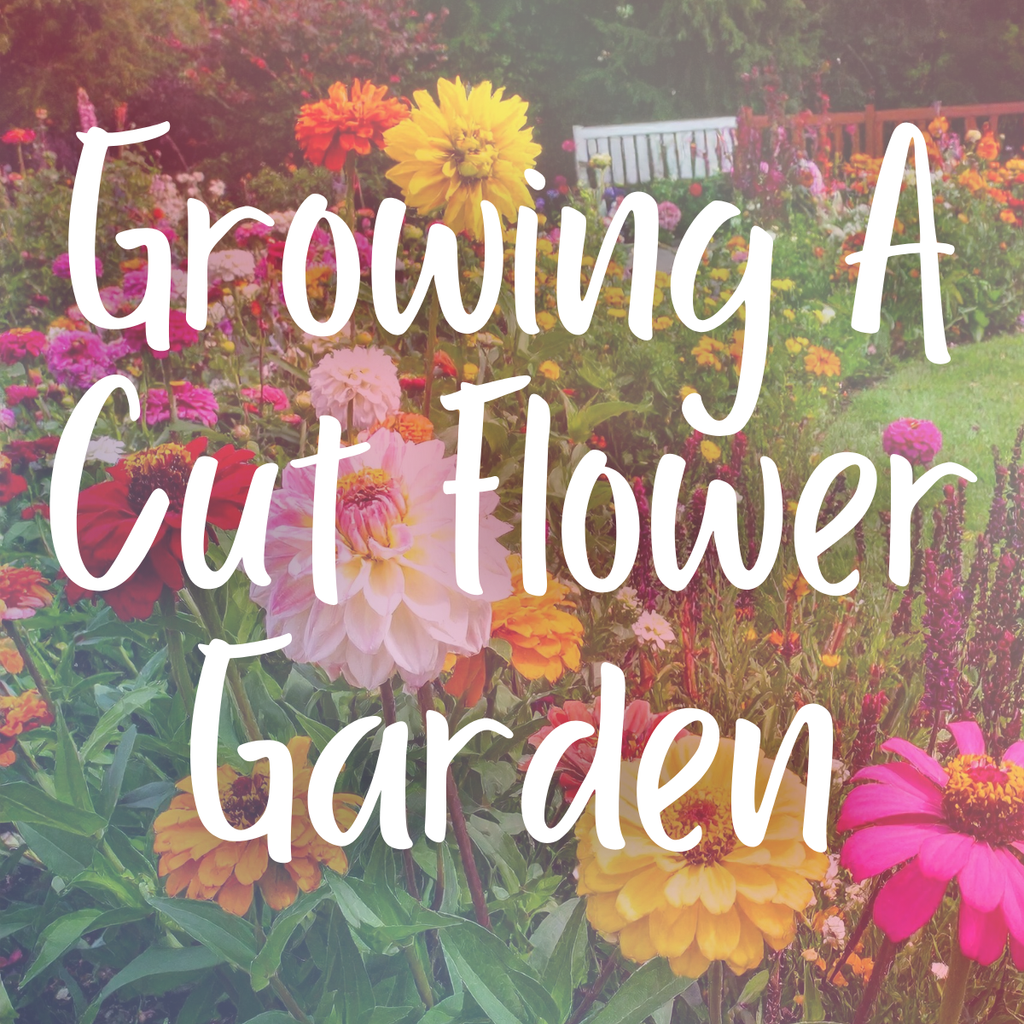 Growing A Cut Flower Garden