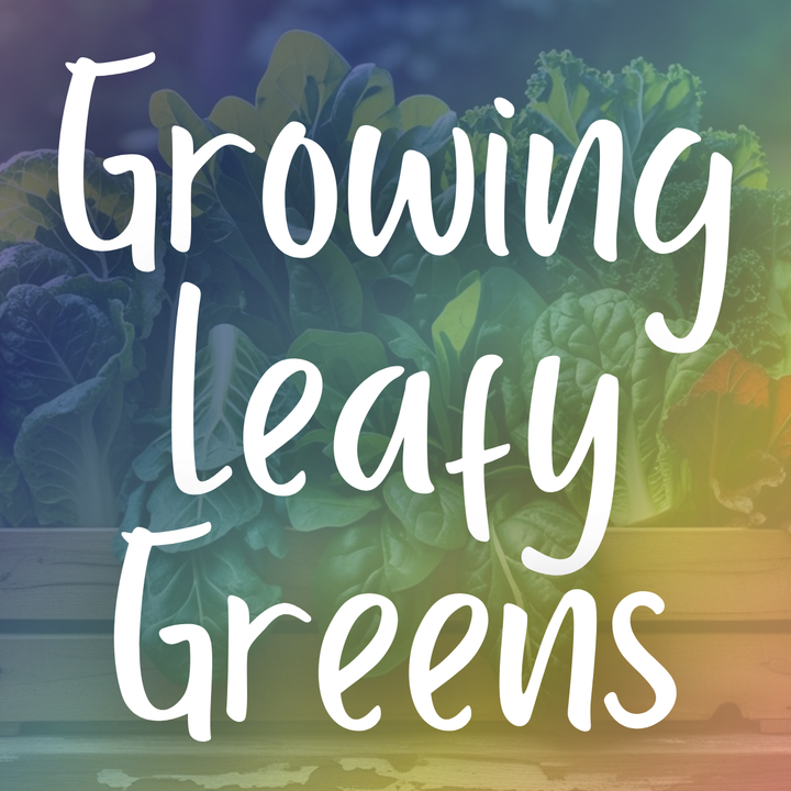 Growing Leafy Greens