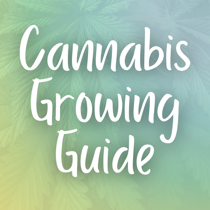 Indoor Cannabis Growing Guide