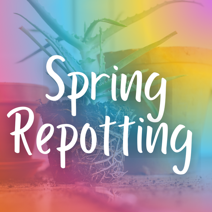 Spring Repotting Guide