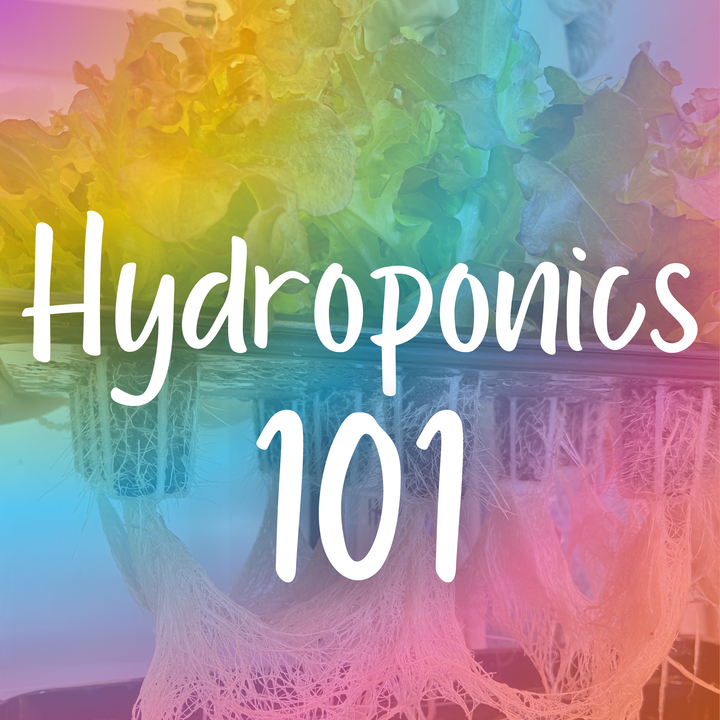 Hydroponics 101: A Beginner’s Guide to Soilless Gardening