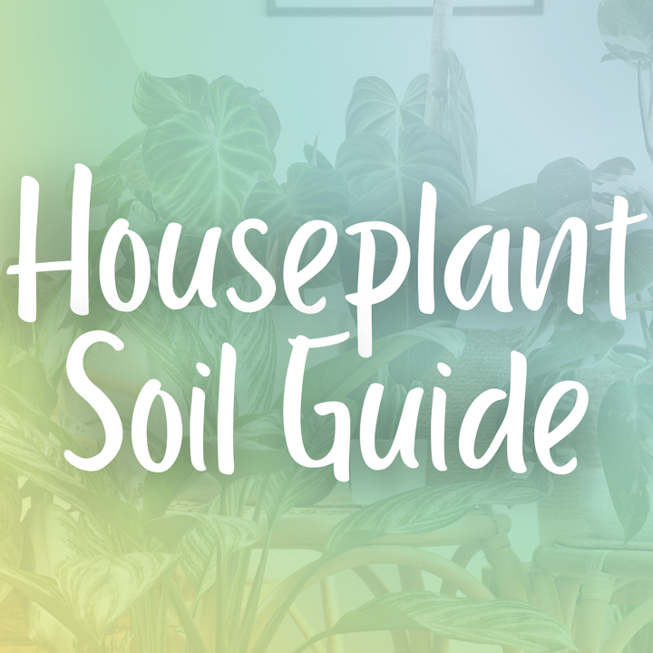The Ultimate Guide to Houseplant Soil