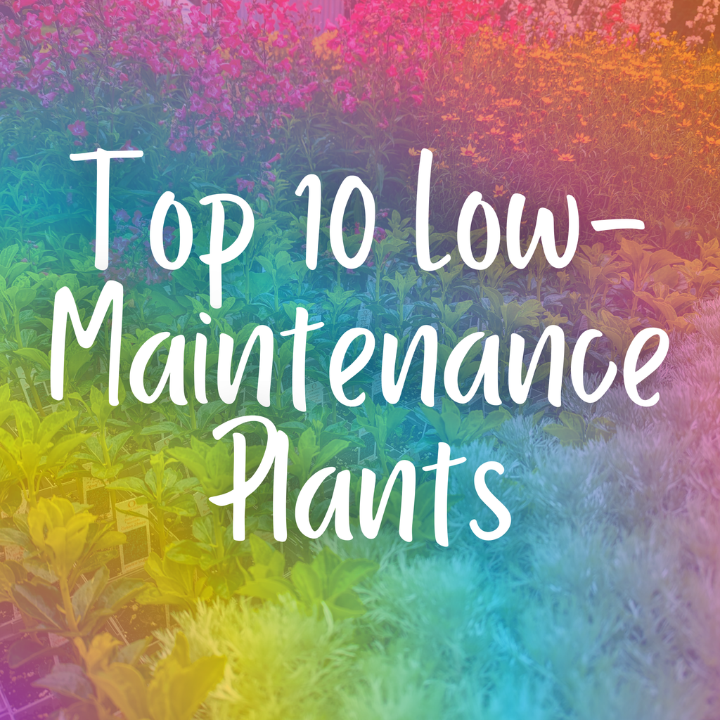 Top 10 Low-Maintenance Plants for Busy Gardeners