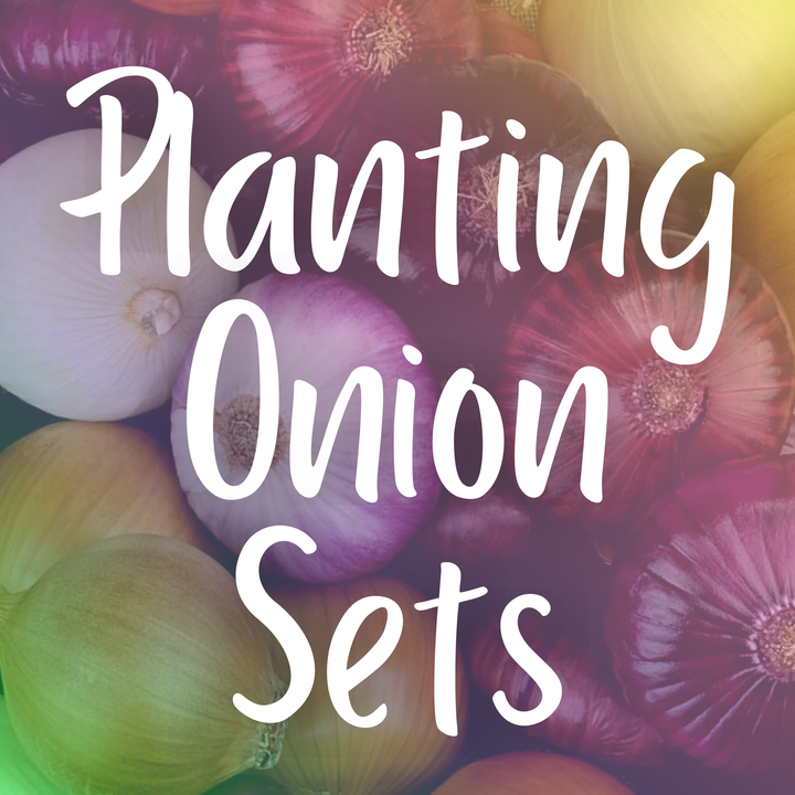 Planting Onion Sets