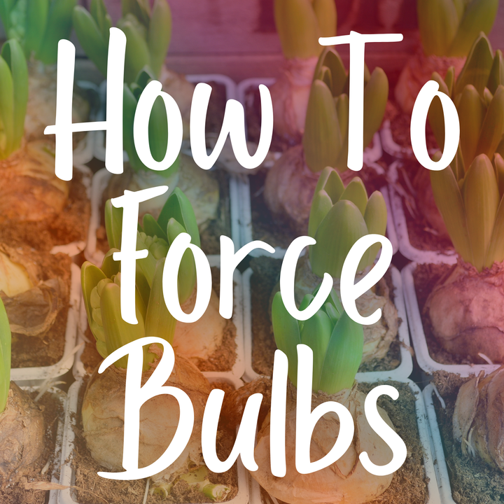 How to Force Bulbs This Winter