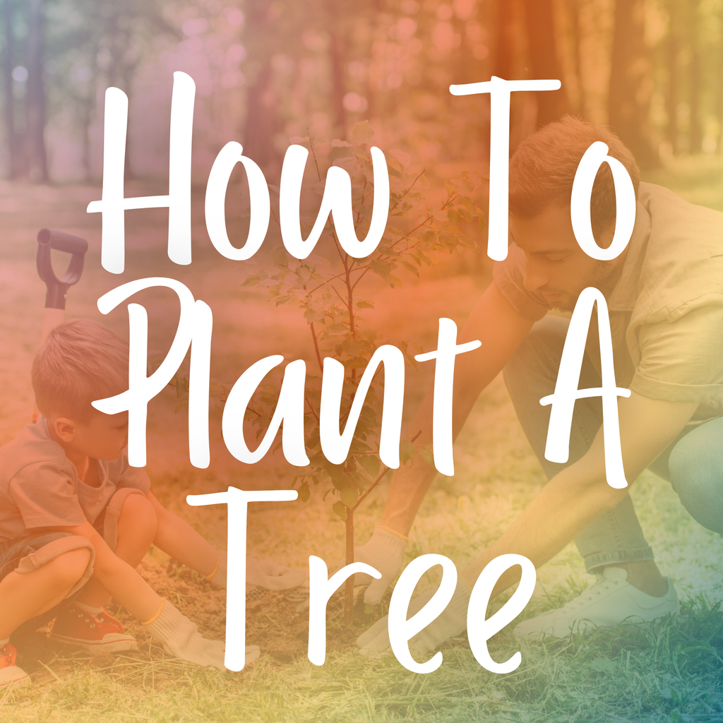 How to Plant a Tree