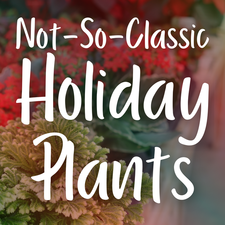 Not-So-Classic Holiday Plants