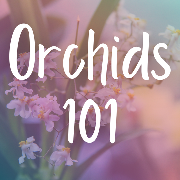 Orchids 101