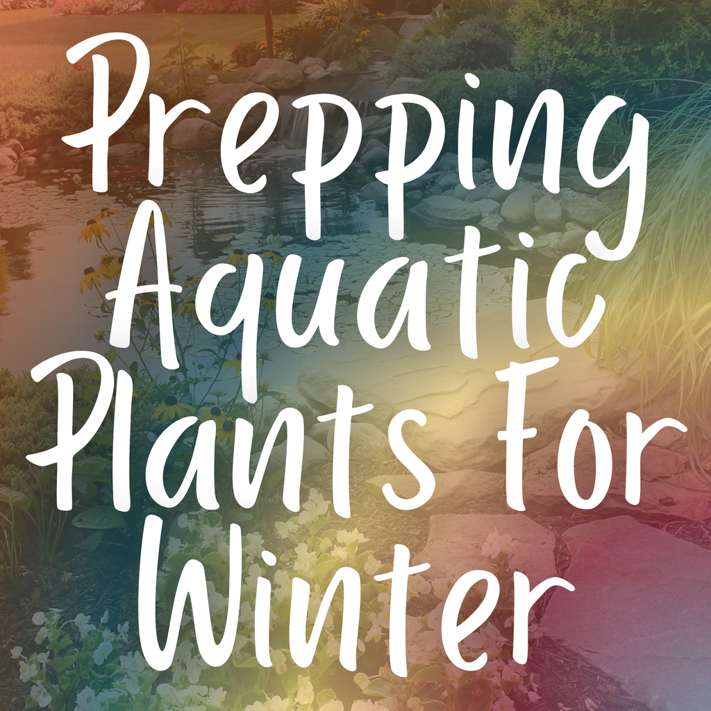 Preparing Aquatic & Pond Plants for Winter