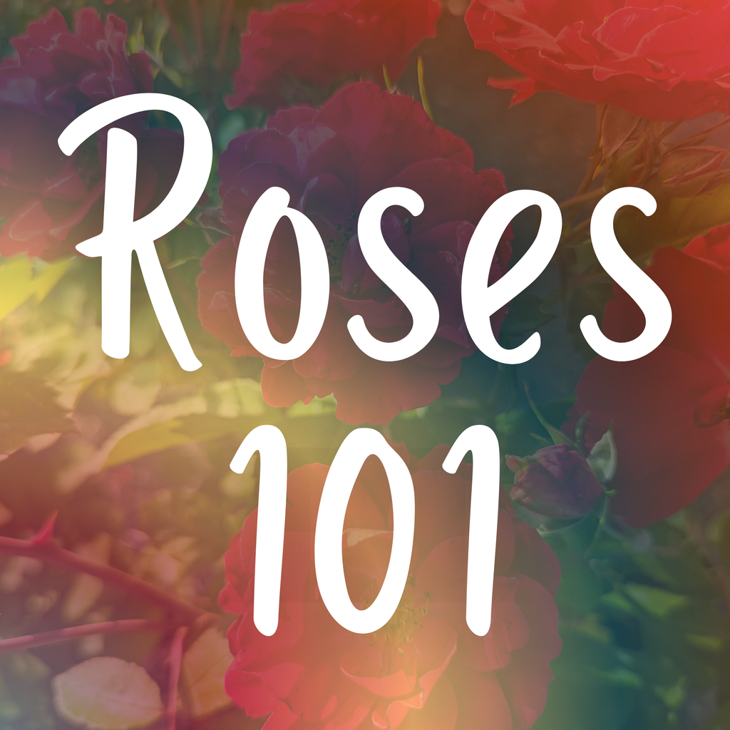 Roses 101