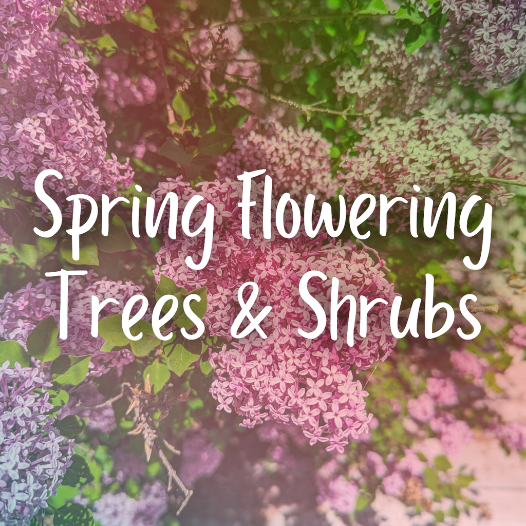 Flowering Trees & Shrubs for New Brunswick Gardens