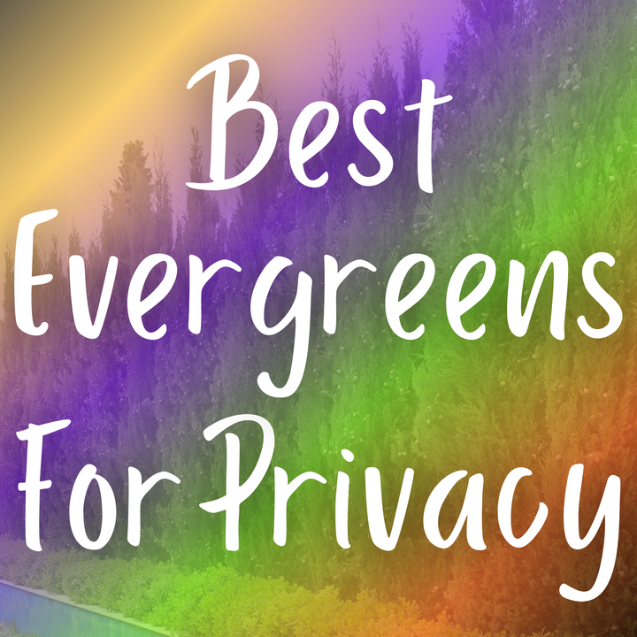 Best Evergreens For Privacy