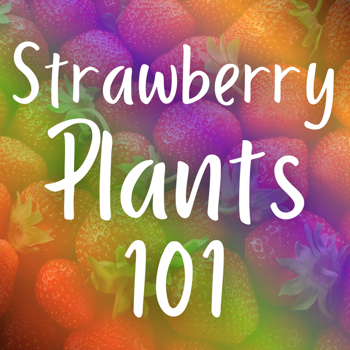 Strawberry Plants 101