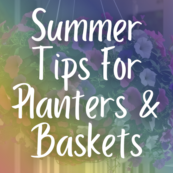 Summer Care Tips for Planters & Hanging Baskets