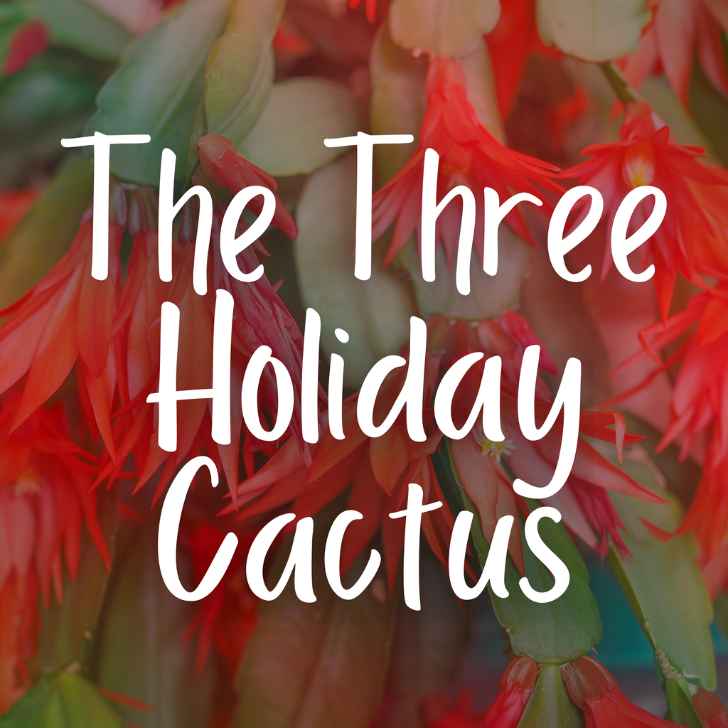 The Three Holiday Cactus