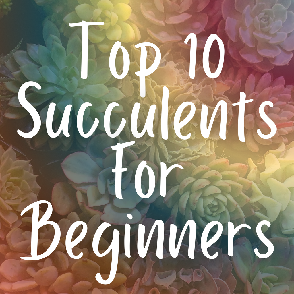 Top 10 Succulents for Beginners