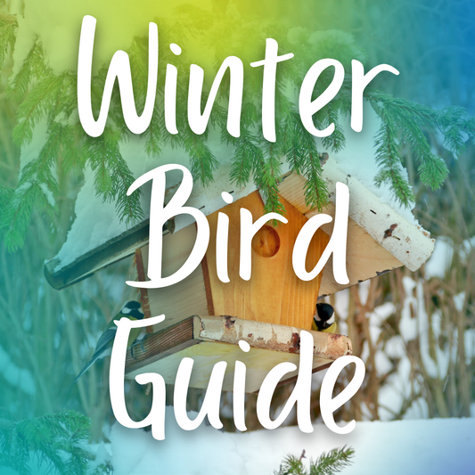 Winter Bird Guide Image Provided By Canva Pro Photographer PeterPal Of Getty Images