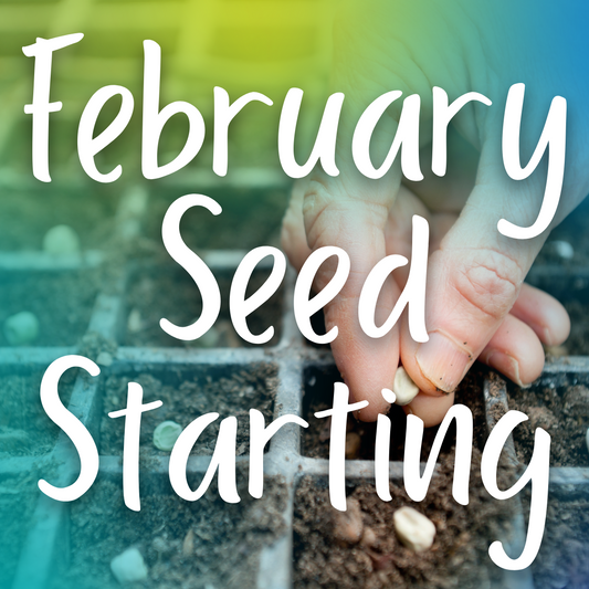 February Seed Starting
