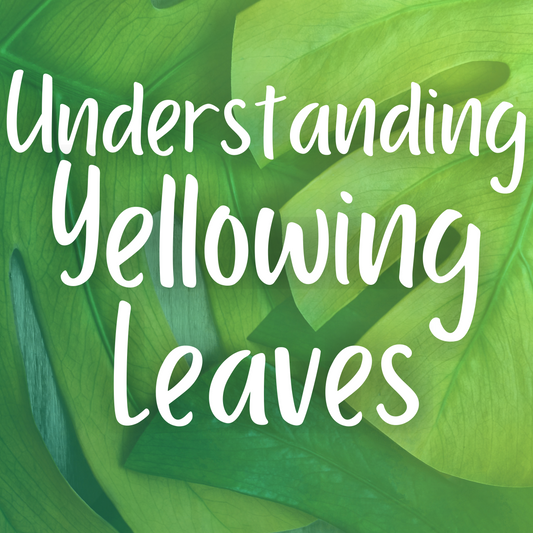 Understanding Yellowing Leaves in Houseplants