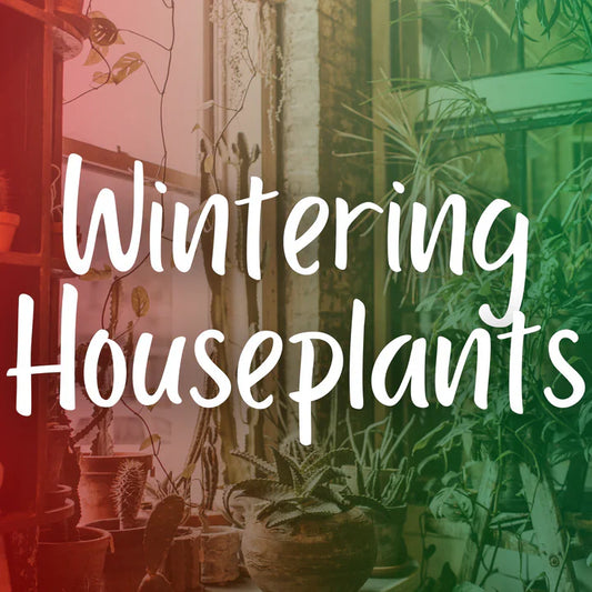 Wintering Houseplants