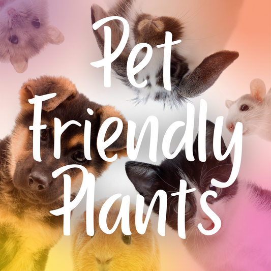 Pet-Friendly Plants: Creating a Safe and Healthy Home for Your Furry Friends