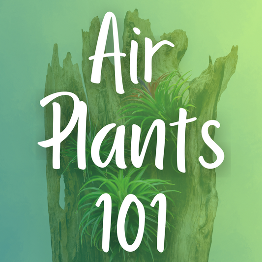 Air Plants 101