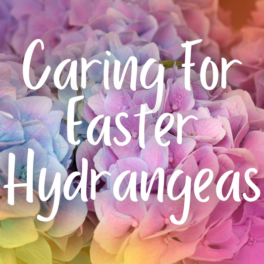 Caring For Easter Hydrangeas