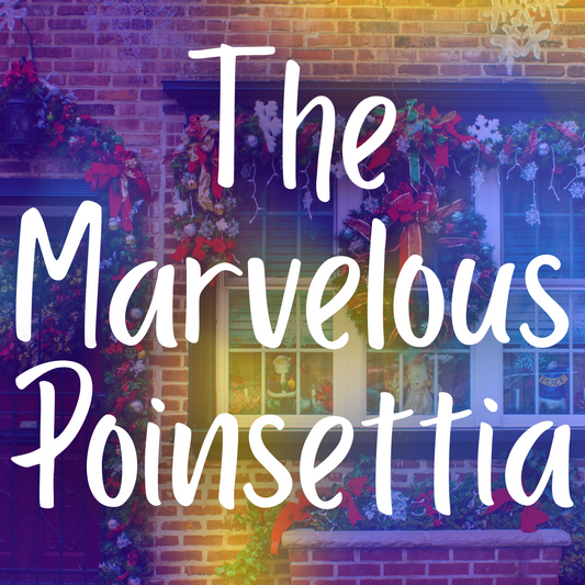 The Marvelous Poinsettia: A Comprehensive Guide