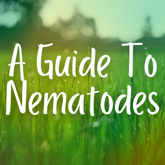 A Guide To Nematodes