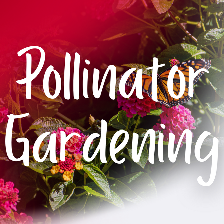 Pollinator Gardening