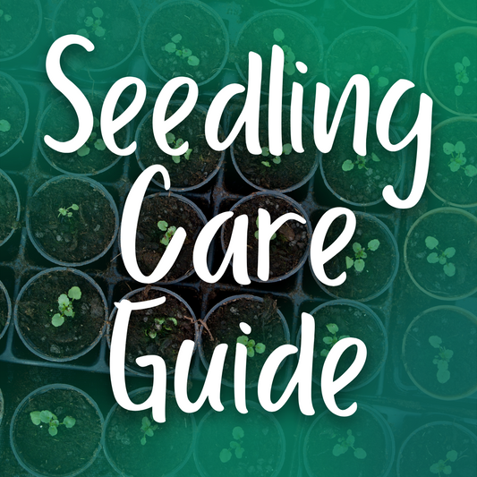 Seedling Care Guide