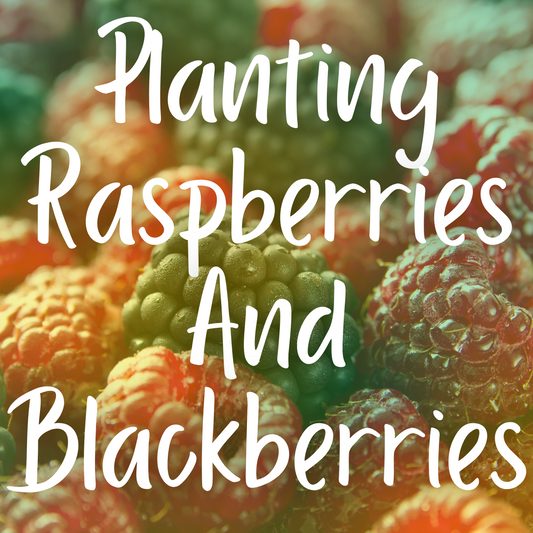 Planting Raspberries And Blackberries