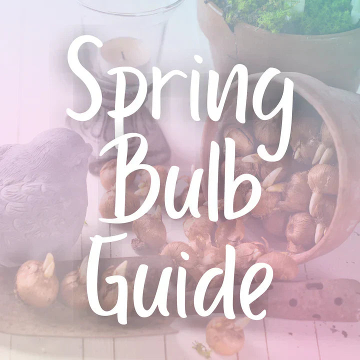 The Beauty of Spring Bulbs