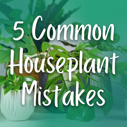 5 Common Houseplant Mistakes
