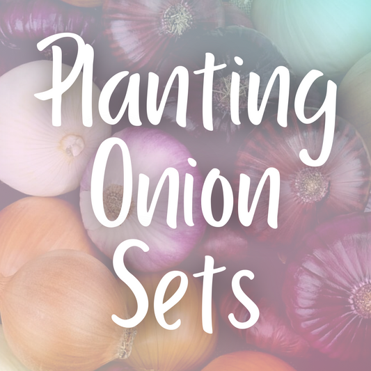 Planting Onion Sets