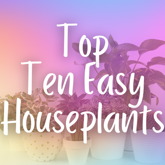 Top Ten Easiest Houseplants
