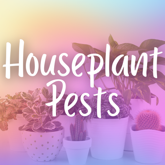 Houseplant Pests