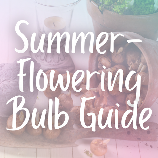 Summer-Flowering Bulb Guide