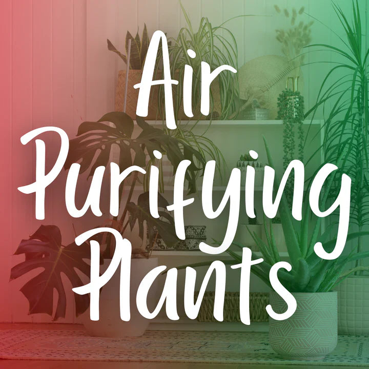Air-Purifying Plants