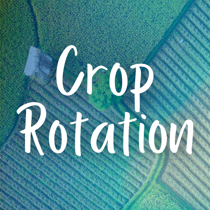 Crop Rotation