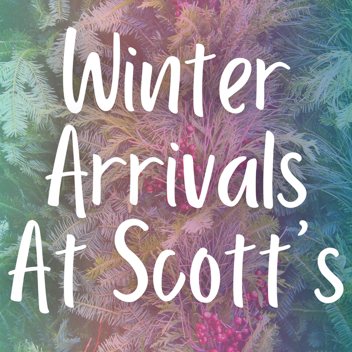 Winter Arrivals at Scott's Nursery