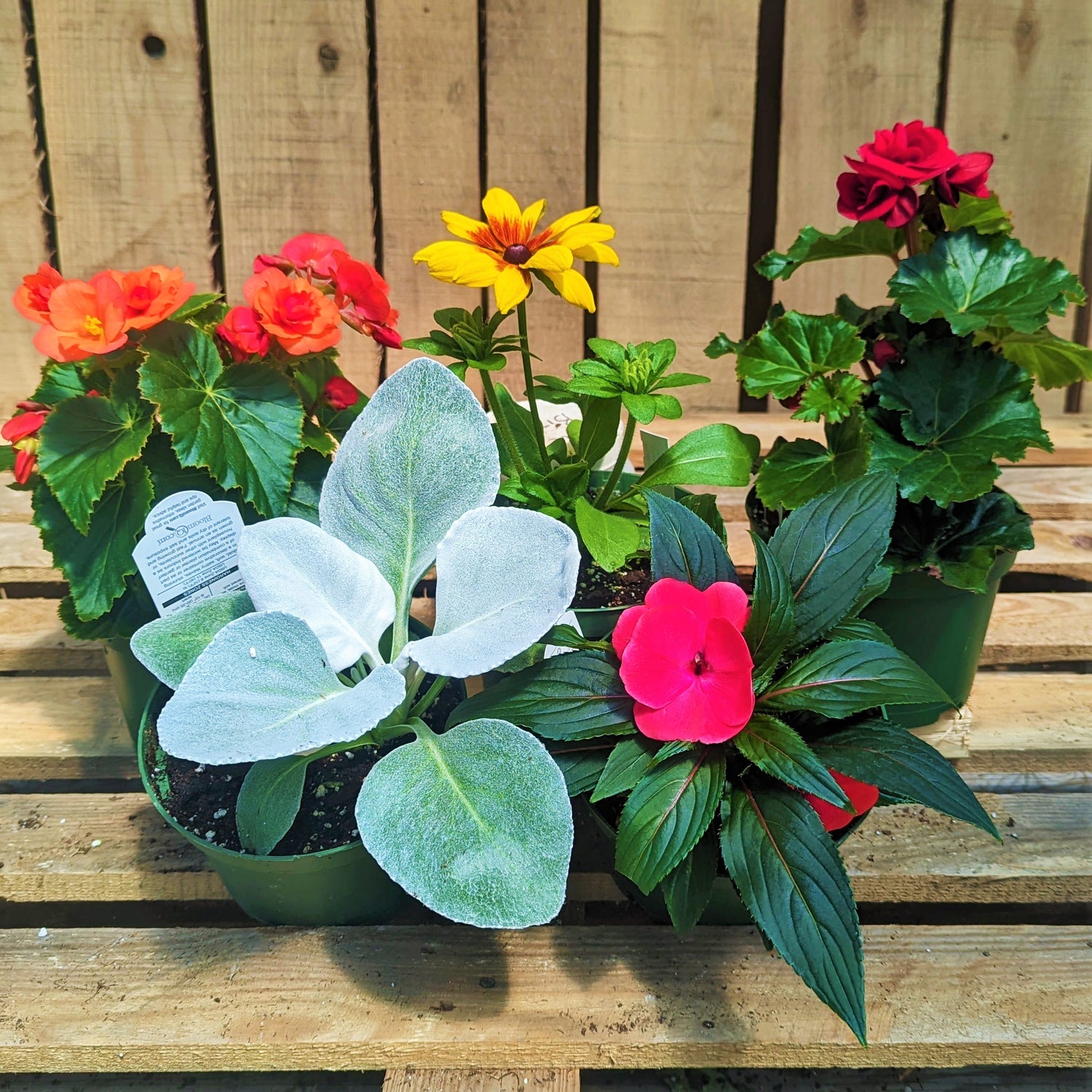 6" Spring Annuals 2025